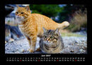 Für Katzenfreunde Fotokalender 2027 - 6