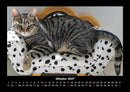 Für Katzenfreunde Fotokalender 2027 - 10