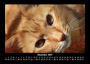 Für Katzenfreunde Fotokalender 2027 - 12
