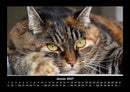 Für Katzenfreunde Fotokalender 2027 - 1