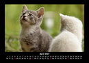 Für Katzenfreunde Fotokalender 2027 - 4