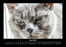 Für Katzenfreunde Fotokalender 2027 - 6