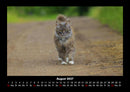Für Katzenfreunde Fotokalender 2027 - 8