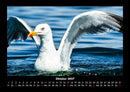 Vögel Fotokalender 2027 - 10