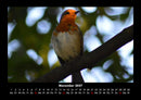 Vögel Fotokalender 2027 - 11