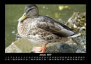 Vögel Fotokalender 2027 - 1
