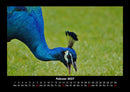 Vögel Fotokalender 2027 - 2