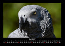Vögel Fotokalender 2027 - 5