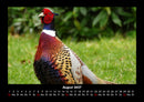 Vögel Fotokalender 2027 - 8