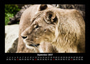 Löwen in der Wildnis Fotokalender 2027 - 9