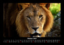 Löwen in der Wildnis Fotokalender 2027 - 10
