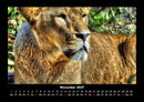 Löwen in der Wildnis Fotokalender 2027 - 11