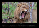 Löwen in der Wildnis Fotokalender 2027 - 1