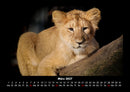 Löwen in der Wildnis Fotokalender 2027 - 3