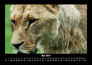Löwen in der Wildnis Fotokalender 2027 - 5