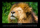 Löwen in der Wildnis Fotokalender 2027 - 6