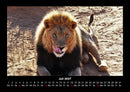 Löwen in der Wildnis Fotokalender 2027 - 7