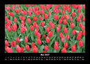 Blumenzauber Fotokalender 2027 - 5