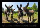 Welt der Tiere Fotokalender 2027 - 10