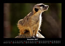 Welt der Tiere Fotokalender 2027 - 12