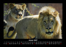 Welt der Tiere Fotokalender 2027 - 1