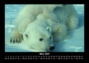 Welt der Tiere Fotokalender 2027 - 3