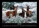 Welt der Tiere Fotokalender 2027 - 5