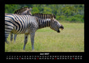 Welt der Tiere Fotokalender 2027 - 6