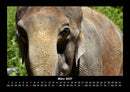 Elefanten - Die sanften Riesen Afrikas Fotokalender 2027 - 3