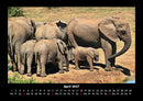 Elefanten - Die sanften Riesen Afrikas Fotokalender 2027 - 4