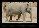Elefanten - Die sanften Riesen Afrikas Fotokalender 2027 - 7