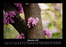 Blumenträume Fotokalender 2027 - 9