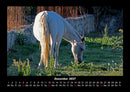 Pferde Kalender Fotokalender 2027 - 12