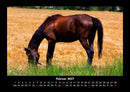 Pferde Kalender Fotokalender 2027 - 2