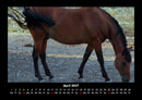 Pferde Kalender Fotokalender 2027 - 4