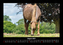 Pferde Kalender Fotokalender 2027 - 8
