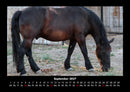 Pferde Kalender Fotokalender 2027 - 9