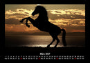 Pferde Kalender Fotokalender 2027 - 3