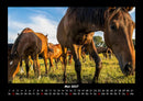 Pferde Kalender Fotokalender 2027 - 5