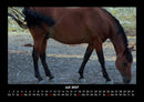 Pferde Kalender Fotokalender 2027 - 7