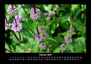 Blumenträume Fotokalender 2027 - 2