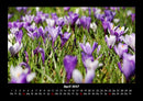 Blumenträume Fotokalender 2027 - 4