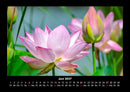 Blumenträume Fotokalender 2027 - 6