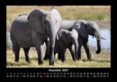 Elefanten - Die sanften Riesen Afrikas Fotokalender 2027 - 12