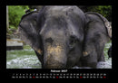 Elefanten - Die sanften Riesen Afrikas Fotokalender 2027 - 2