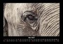 Elefanten - Die sanften Riesen Afrikas Fotokalender 2027 - 5