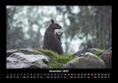Welt der Tiere Fotokalender 2027 - 12