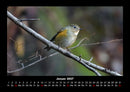 Welt der Tiere Fotokalender 2027 - 1