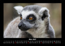Welt der Tiere Fotokalender 2027 - 3