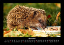 Welt der Tiere Fotokalender 2027 - 4